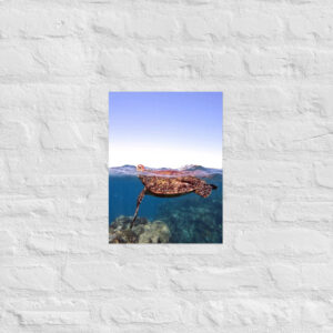 Alternative view of Turtle (Ningaloo Reef) Print