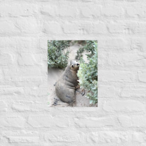 Alternative view of Seal (Seal Bay) Print