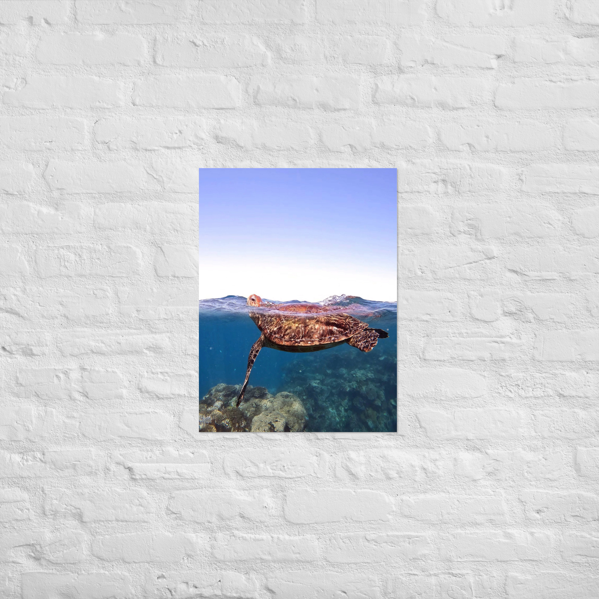 Turtle (Ningaloo Reef) Print - Image 3