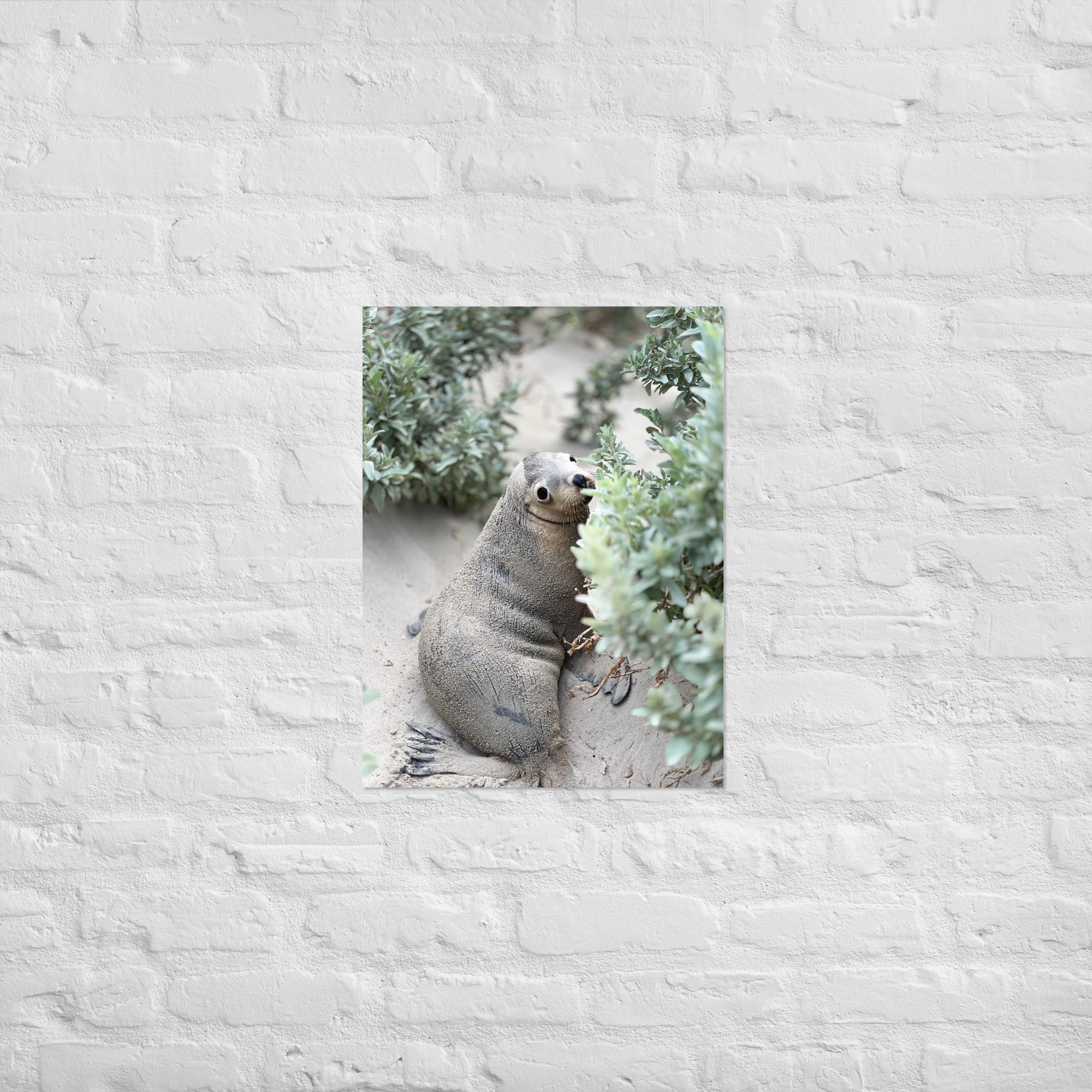 Seal (Seal Bay) Print - Image 3