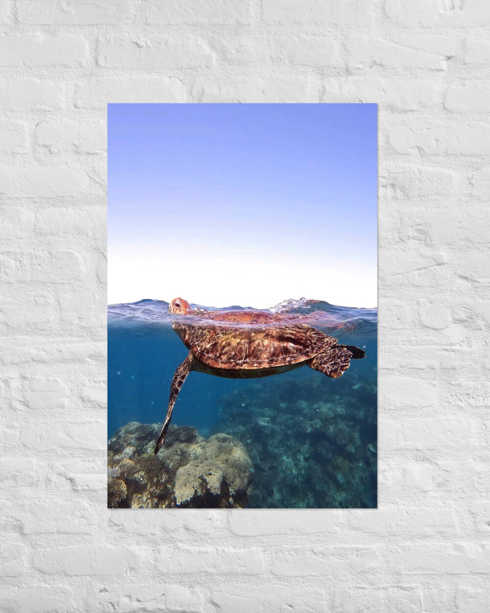 Turtle (Ningaloo Reef) Print