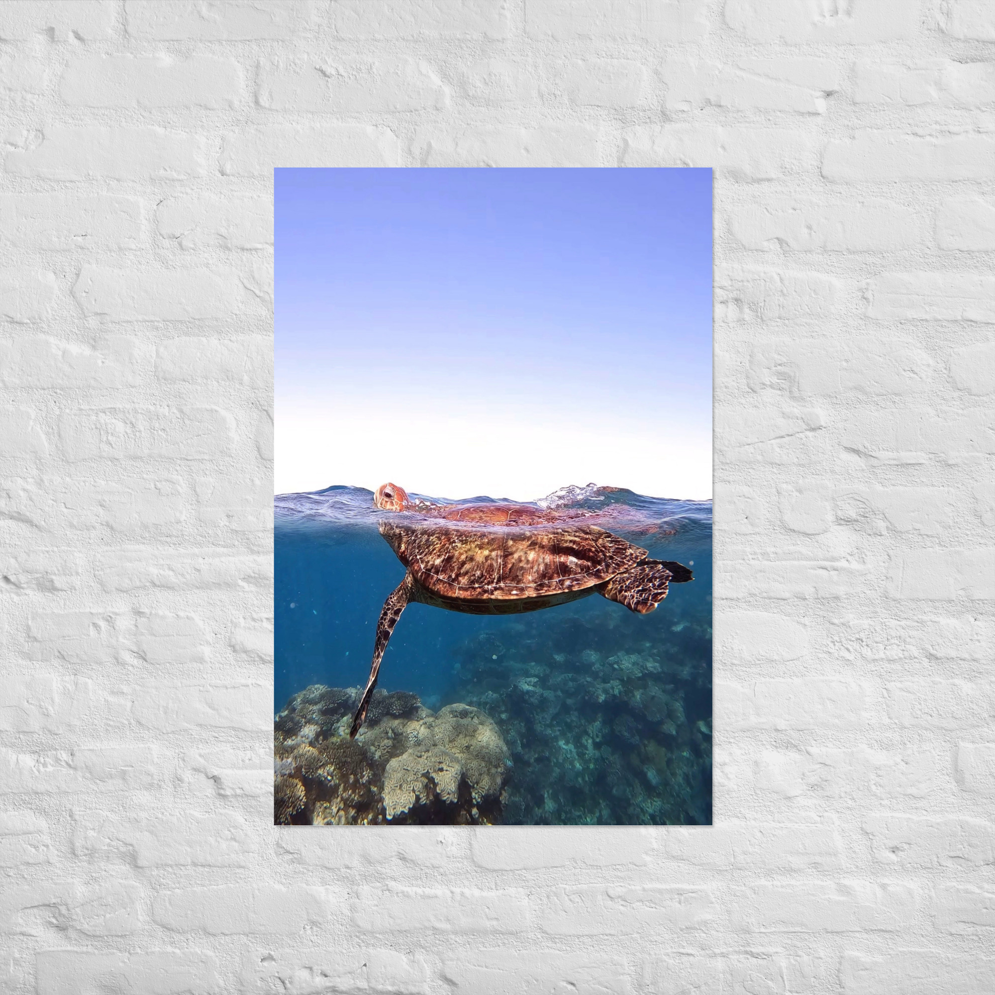Turtle (Ningaloo Reef) Print
