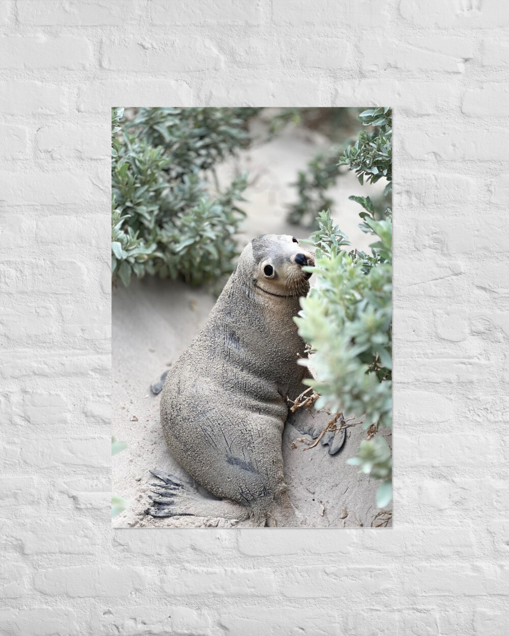 Seal (Seal Bay) Print