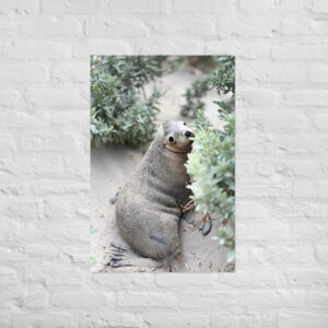Seal (Seal Bay) Print