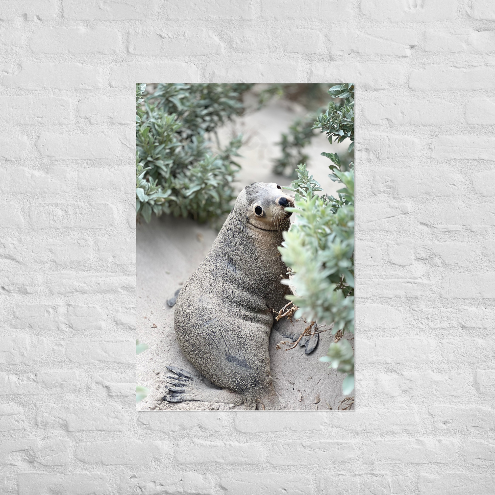 Seal (Seal Bay) Print