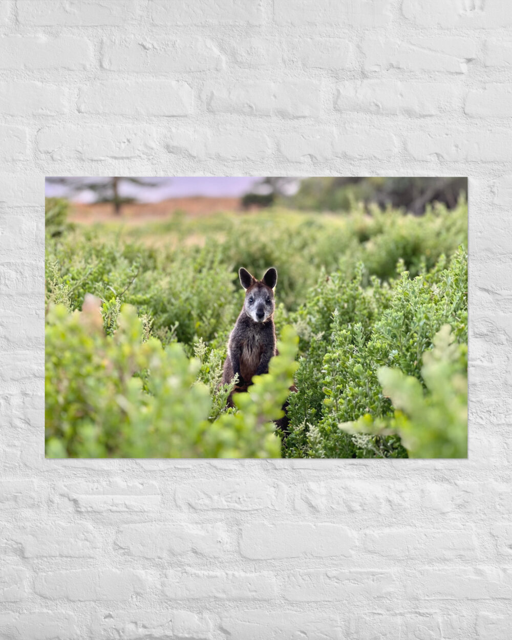 Wallaby (Port Fairy) Print