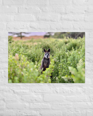 Wallaby (Port Fairy) Print